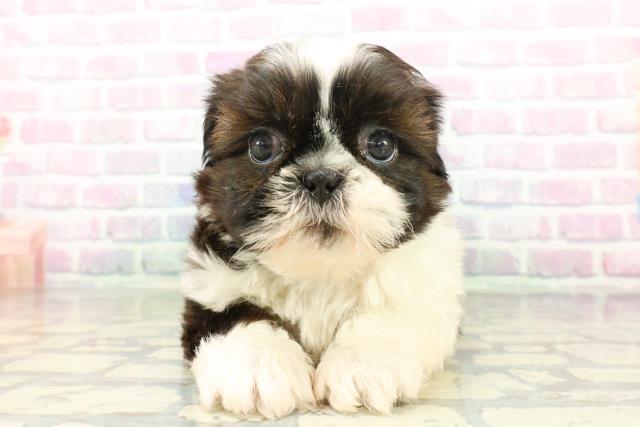 東京都のシーズー (Coo&RIKU練馬店/2026年3月17日生まれ/男の子/ホワイトゴールド)の子犬の1枚目の画像
