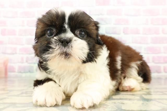 東京都のシーズー (Coo&RIKU練馬店/2026年3月17日生まれ/男の子/ホワイトゴールド)の子犬の2枚目の画像