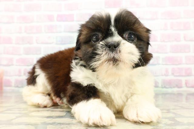 東京都のシーズー (Coo&RIKU練馬店/2026年3月17日生まれ/男の子/ホワイトゴールド)の子犬の3枚目の画像