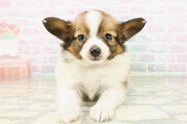 群馬県のパピヨン (Coo&RIKU伊勢崎店/2026年3月15日生まれ/男の子/ホワイトブラウン)の子犬の1枚目の画像