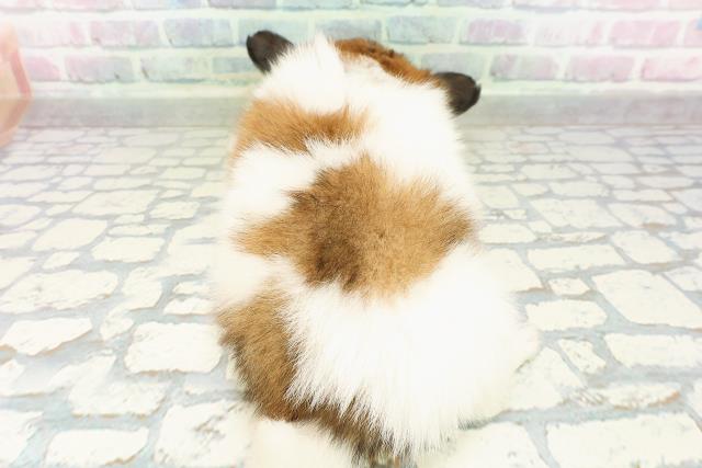 群馬県のパピヨン (Coo&RIKU伊勢崎店/2026年3月15日生まれ/男の子/ホワイトブラウン)の子犬の4枚目の画像