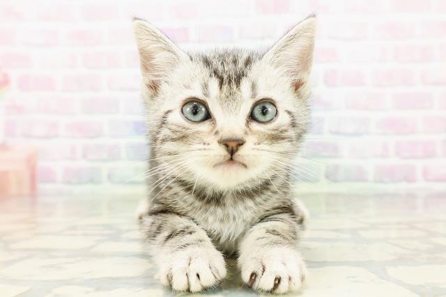 神奈川県のアメリカンショートヘアー (Coo&RIKU日吉店/2026年3月15日生まれ/男の子/シルバータビー)の子猫の1枚目の画像
