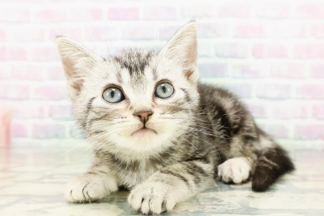 神奈川県のアメリカンショートヘアー (Coo&RIKU日吉店/2026年3月15日生まれ/男の子/シルバータビー)の子猫の2枚目の画像