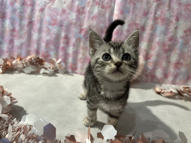 神奈川県のアメリカンショートヘアー (Coo&RIKU日吉店/2026年3月15日生まれ/男の子/シルバータビー)の子猫の3枚目の画像
