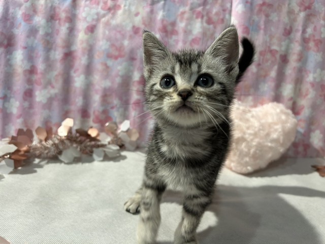 神奈川県のアメリカンショートヘアー (Coo&RIKU日吉店/2026年3月15日生まれ/男の子/シルバータビー)の子猫の4枚目の画像