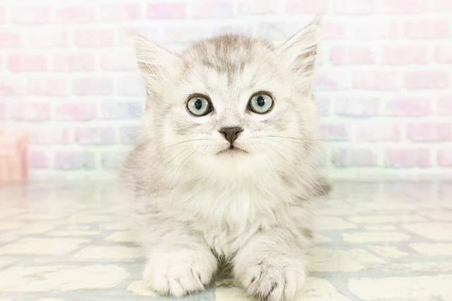 埼玉県のミヌエット (Coo&RIKU川越店/2026年3月16日生まれ/男の子/シルバータビー)の子猫