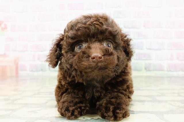 東京都のトイプードル(トイ) (Coo&RIKU秋葉原店/2026年3月16日生まれ/男の子/ブラウン)の子犬