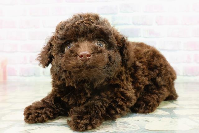 東京都のトイプードル(トイ) (Coo&RIKU秋葉原店/2026年3月16日生まれ/男の子/ブラウン)の子犬の2枚目の画像