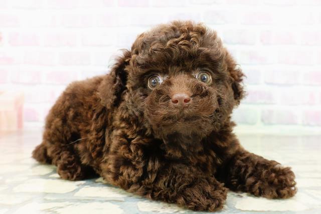 東京都のトイプードル(トイ) (Coo&RIKU秋葉原店/2026年3月16日生まれ/男の子/ブラウン)の子犬の3枚目の画像
