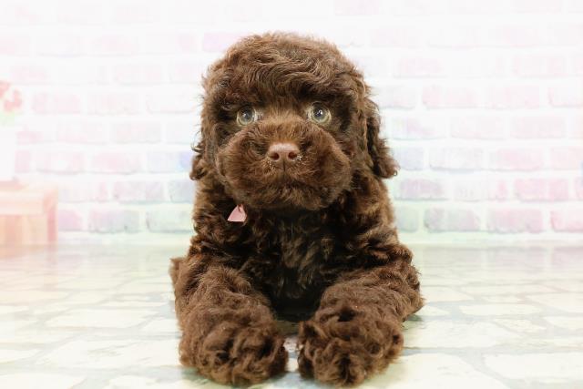 東京都のトイプードル(トイ) (Coo&RIKU練馬店/2026年3月16日生まれ/女の子/ブラウン)の子犬の1枚目の画像