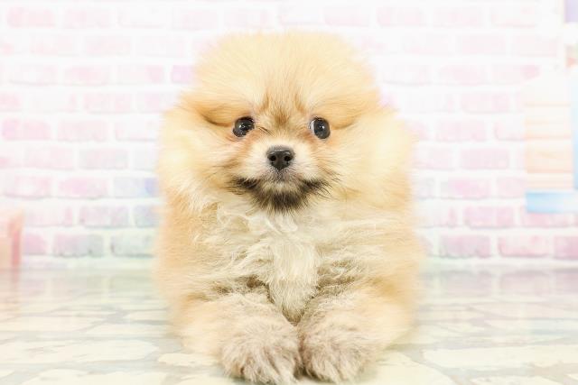 東京都のポメラニアン (Coo&RIKU吉祥寺店/2026年3月15日生まれ/男の子/オレンジ)の子犬