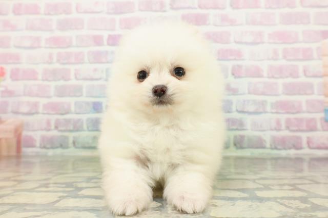 東京都のポメラニアン (Coo&RIKU吉祥寺店/2026年3月15日生まれ/男の子/クリーム)の子犬