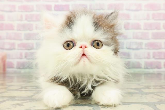 東京都のエキゾチック (Coo&RIKU練馬店/2026年3月11日生まれ/男の子/ブラックホワイト)の子猫の1枚目の画像