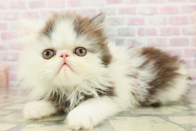 東京都のエキゾチック (Coo&RIKU練馬店/2026年3月11日生まれ/男の子/ブラックホワイト)の子猫の2枚目の画像