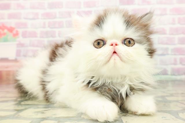 東京都のエキゾチック (Coo&RIKU練馬店/2026年3月11日生まれ/男の子/ブラックホワイト)の子猫の3枚目の画像