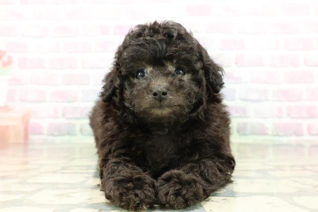東京都のトイプードル(トイ) (Coo&RIKU練馬店/2026年3月16日生まれ/女の子/シルバー)の子犬の1枚目の画像