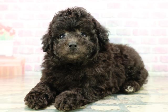 東京都のトイプードル(トイ) (Coo&RIKU練馬店/2026年3月16日生まれ/女の子/シルバー)の子犬の2枚目の画像