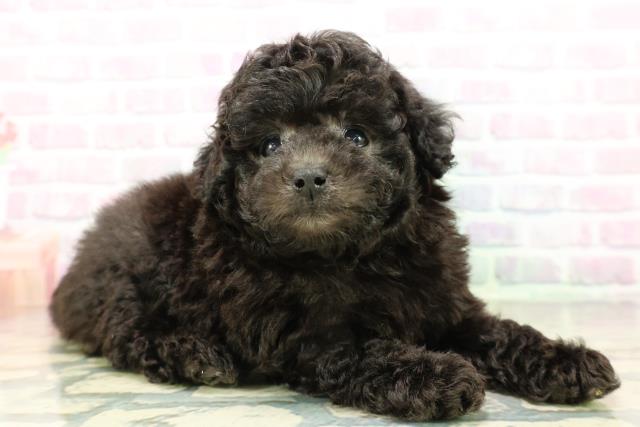 東京都のトイプードル(トイ) (Coo&RIKU練馬店/2026年3月16日生まれ/女の子/シルバー)の子犬の3枚目の画像