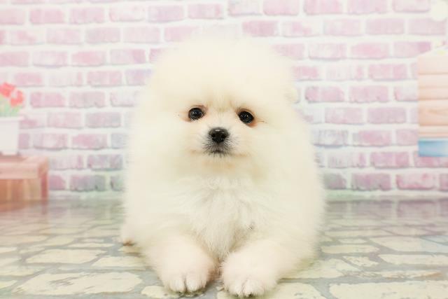 埼玉県のポメラニアン (Coo&RIKU大宮店/2026年3月16日生まれ/男の子/ホワイト)の子犬