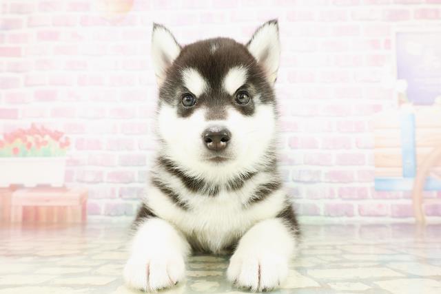 神奈川県のシベリアンハスキー (Coo&RIKU藤沢店/2026年3月16日生まれ/男の子/ブラックホワイト)の子犬の1枚目の画像