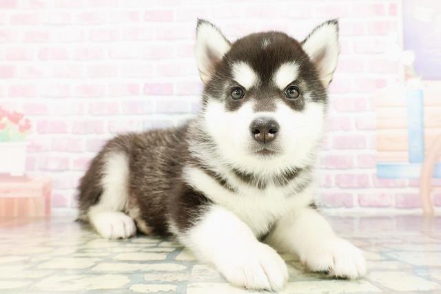 神奈川県のシベリアンハスキー (Coo&RIKU藤沢店/2026年3月16日生まれ/男の子/ブラックホワイト)の子犬の3枚目の画像
