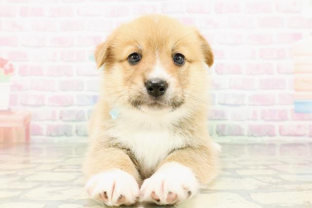 栃木県のハーフ犬・ミックス犬 (Coo&RIKU足利店/2026年3月16日生まれ/男の子/レッドホワイト)の子犬