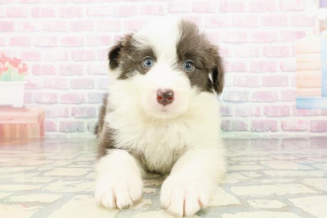 東京都のボーダーコリー (Coo&RIKU吉祥寺店/2026年3月17日生まれ/男の子/ブルーホワイト)の子犬の1枚目の画像