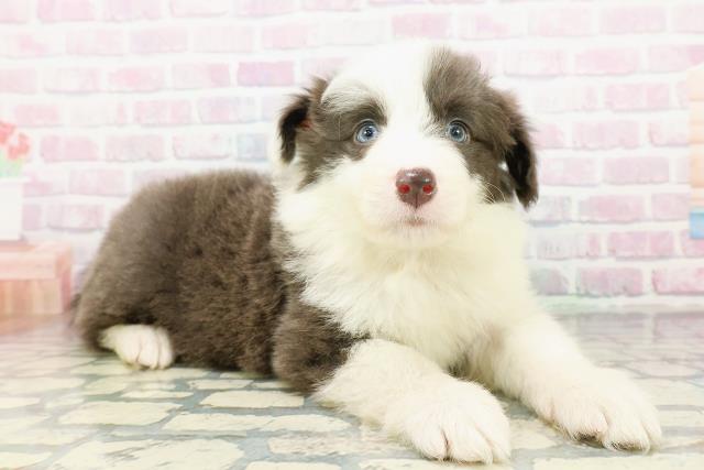 東京都のボーダーコリー (Coo&RIKU吉祥寺店/2026年3月17日生まれ/男の子/ブルーホワイト)の子犬の3枚目の画像