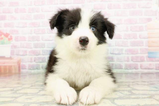 北海道のボーダーコリー (Coo&RIKU札幌東店/2026年3月17日生まれ/男の子/ブラックホワイト)の子犬の1枚目の画像