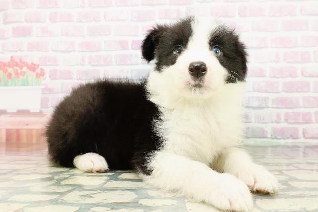 北海道のボーダーコリー (Coo&RIKU札幌東店/2026年3月17日生まれ/男の子/ブラックホワイト)の子犬の3枚目の画像