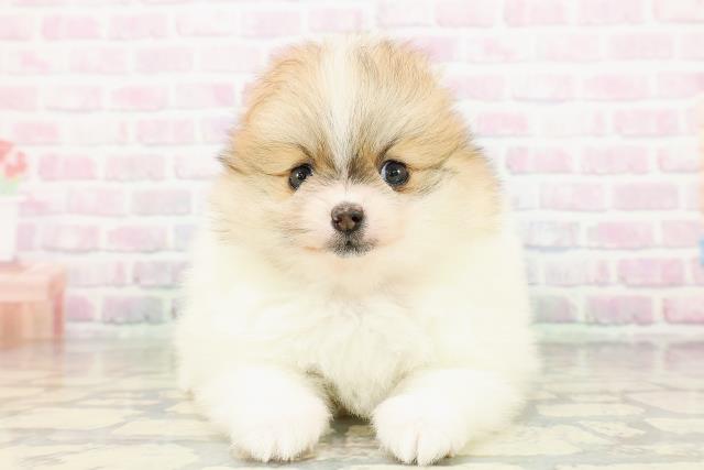 栃木県のポメラニアン (Coo&RIKUFKDインターパーク店/2026年3月17日生まれ/女の子/パーティーカラー)の子犬の1枚目の画像