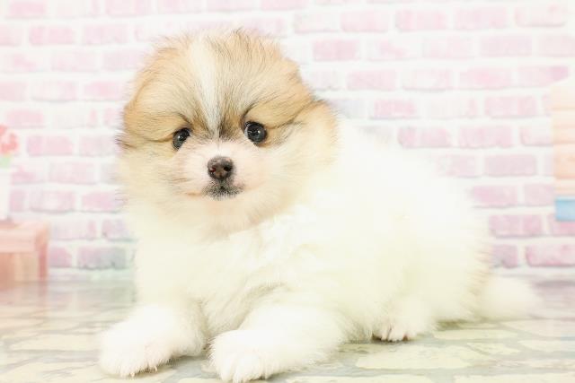 栃木県のポメラニアン (Coo&RIKUFKDインターパーク店/2026年3月17日生まれ/女の子/パーティーカラー)の子犬の2枚目の画像