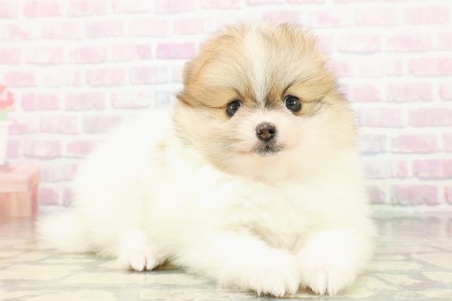 栃木県のポメラニアン (Coo&RIKUFKDインターパーク店/2026年3月17日生まれ/女の子/パーティーカラー)の子犬の3枚目の画像