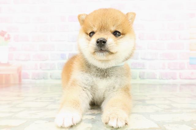 東京都の豆柴 (Coo&RIKU吉祥寺店/2026年3月17日生まれ/男の子/赤)の子犬