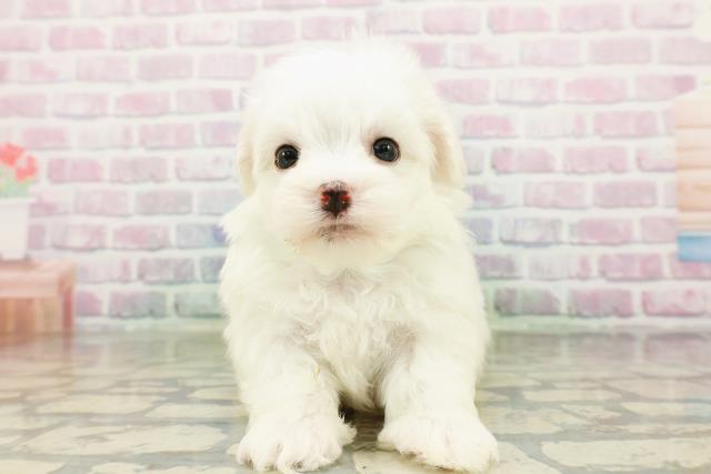 埼玉県のハーフ犬・ミックス犬 (Coo&RIKU桶川店/2026年3月15日生まれ/男の子/ホワイト)の子犬