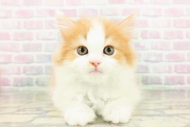 東京都のサイベリアン (Coo&RIKU練馬店/2026年3月16日生まれ/男の子/レッドタビーホワイト)の子猫の1枚目の画像