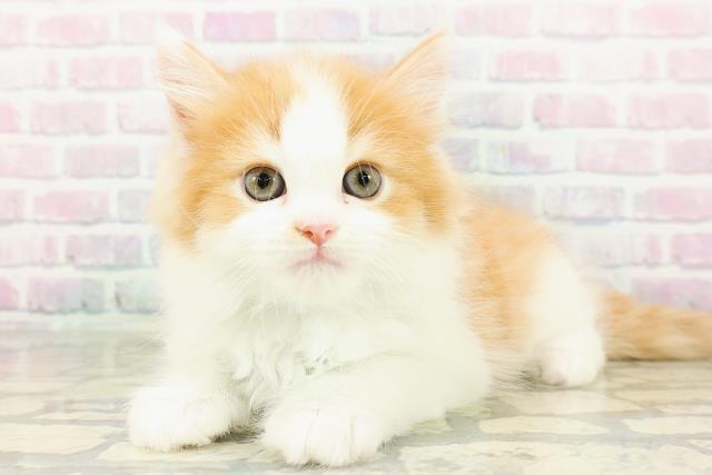 東京都のサイベリアン (Coo&RIKU練馬店/2026年3月16日生まれ/男の子/レッドタビーホワイト)の子猫の2枚目の画像