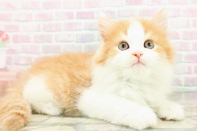 東京都のサイベリアン (Coo&RIKU練馬店/2026年3月16日生まれ/男の子/レッドタビーホワイト)の子猫の3枚目の画像