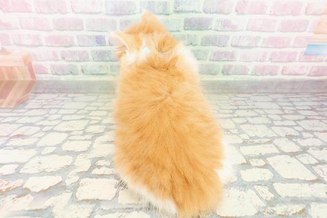 東京都のサイベリアン (Coo&RIKU練馬店/2026年3月16日生まれ/男の子/レッドタビーホワイト)の子猫の4枚目の画像