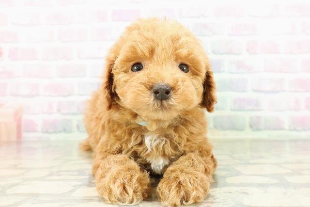 東京都のトイプードル(トイ) (Coo&RIKU練馬店/2026年3月16日生まれ/男の子/アプリコット)の子犬の1枚目の画像