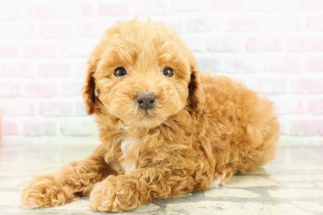 東京都のトイプードル(トイ) (Coo&RIKU練馬店/2026年3月16日生まれ/男の子/アプリコット)の子犬の2枚目の画像