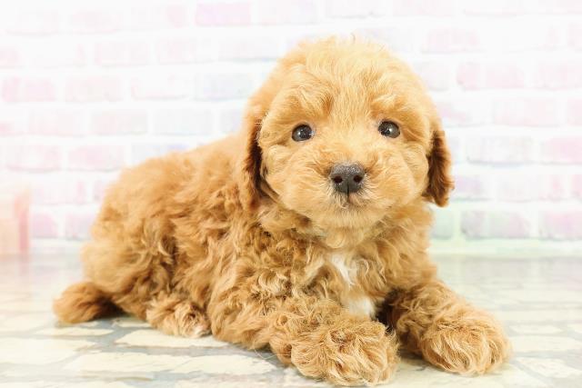 東京都のトイプードル(トイ) (Coo&RIKU練馬店/2026年3月16日生まれ/男の子/アプリコット)の子犬の3枚目の画像