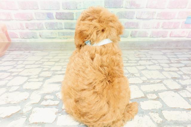 東京都のトイプードル(トイ) (Coo&RIKU練馬店/2026年3月16日生まれ/男の子/アプリコット)の子犬の4枚目の画像