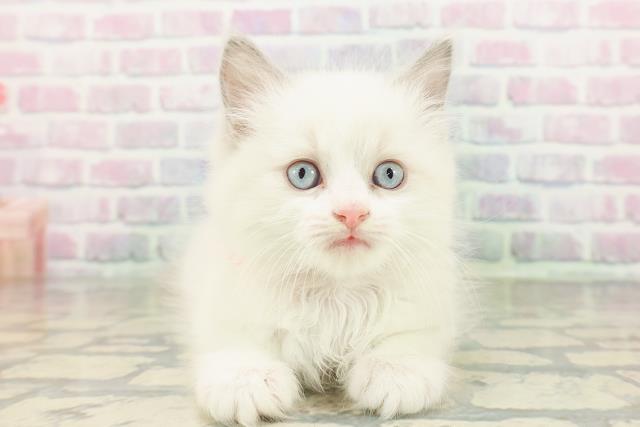 神奈川県のラグドール (Coo&RIKU江の島店/2026年3月9日生まれ/女の子/ブルーポイントバイカラー)の子猫