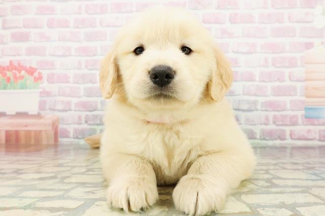 群馬県のゴールデンレトリバー (Coo&RIKU伊勢崎店/2026年3月16日生まれ/女の子/ゴールデン)の子犬の1枚目の画像