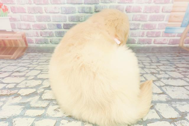 群馬県のゴールデンレトリバー (Coo&RIKU伊勢崎店/2026年3月16日生まれ/女の子/ゴールデン)の子犬の4枚目の画像