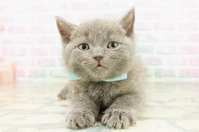 東京都のブリティッシュショートヘアー (Coo&RIKU練馬店/2026年3月16日生まれ/男の子/ブルー)の子猫の1枚目の画像