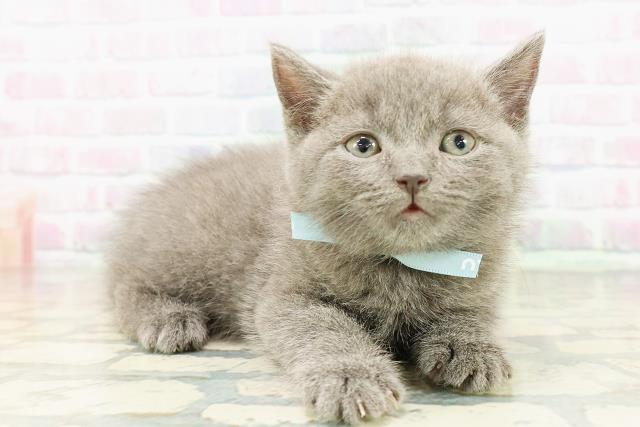 東京都のブリティッシュショートヘアー (Coo&RIKU練馬店/2026年3月16日生まれ/男の子/ブルー)の子猫の3枚目の画像