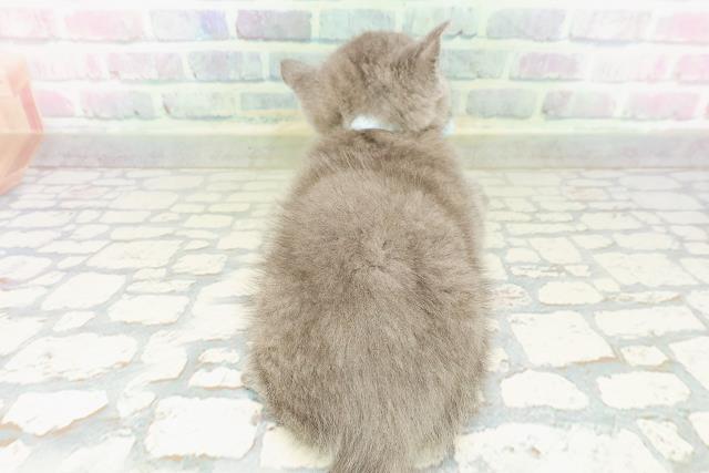 東京都のブリティッシュショートヘアー (Coo&RIKU練馬店/2026年3月16日生まれ/男の子/ブルー)の子猫の4枚目の画像