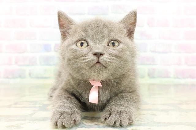 神奈川県のブリティッシュショートヘアー (Coo&RIKU相模原店/2026年3月16日生まれ/女の子/ブルー)の子猫